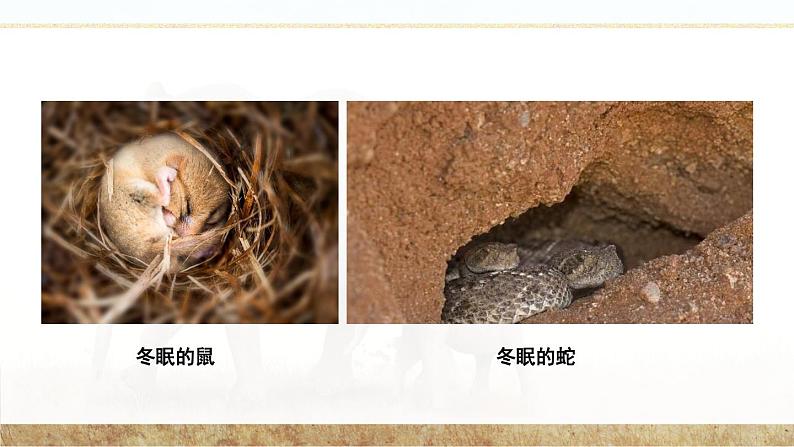 北师大版八上生物16.1《先天性行为和后天学习行为》课件+视频03