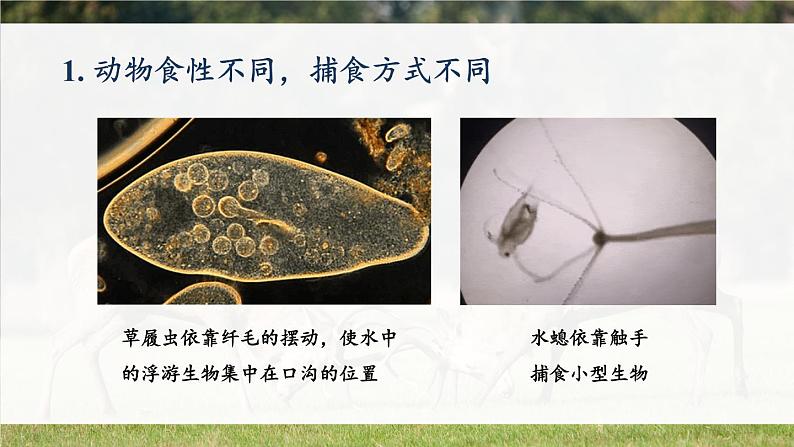 北师大版八上生物16.2《动物行为的主要类型》课件05