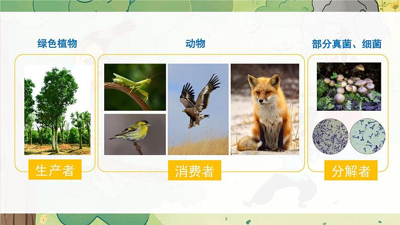 北师大版八上生物17.1《动物在生物圈中的作用》课件02