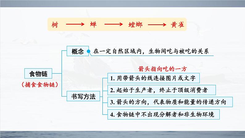 北师大版八上生物 第17章《生物圈中的动物》 章节综合与测试 PPT课件.pptx第3页