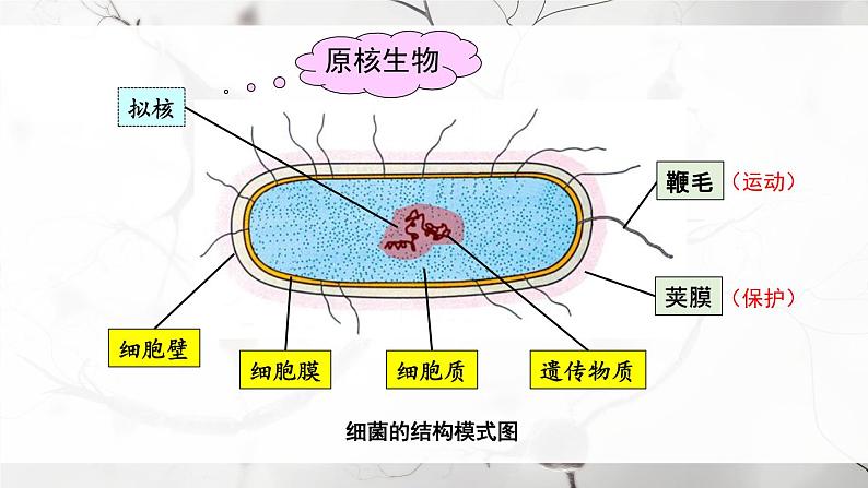 北师大版八上生物 第18章《生物圈中的微生物》 章节综合与测试 PPT课件.pptx第4页