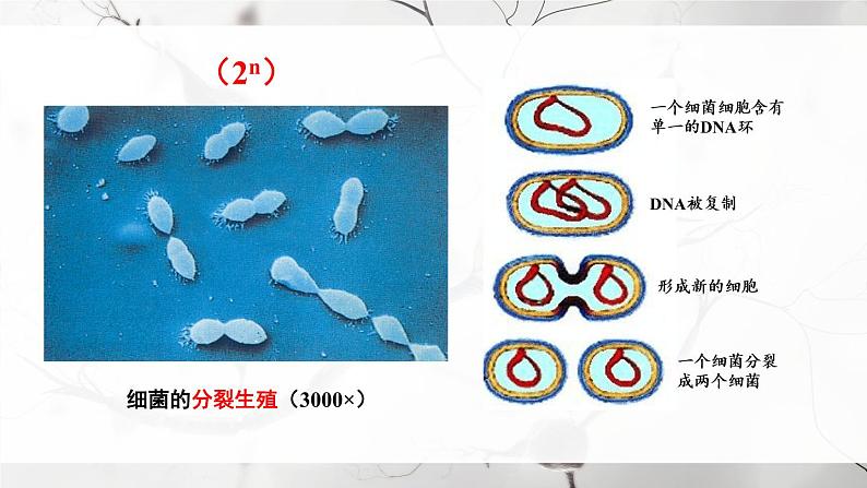 北师大版八上生物 第18章《生物圈中的微生物》 章节综合与测试 PPT课件.pptx第5页