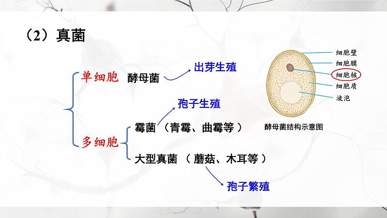 北师大版八上生物 第18章《生物圈中的微生物》 章节综合与测试 PPT课件.pptx第6页