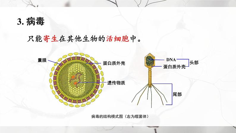 北师大版八上生物 第18章《生物圈中的微生物》 章节综合与测试 PPT课件.pptx第8页