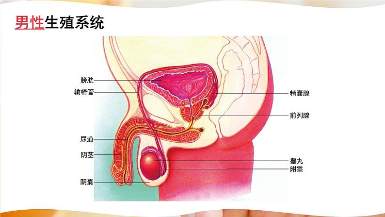 北师大版八上生物19.1《人的生殖和发育》第1课时 新生命的孕育和诞生 课件+视频07