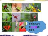 北师大版八上生物19.2《动物的生殖和发育》第1课时 昆虫的生殖和发育 课件+视频