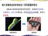 北师大版八上生物19.2《动物的生殖和发育》第1课时 昆虫的生殖和发育 课件+视频