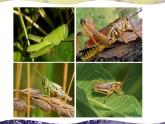 北师大版八上生物19.2《动物的生殖和发育》第1课时 昆虫的生殖和发育 课件+视频