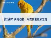 北师大版八上生物19.2《动物的生殖和发育》第2课时 两栖动物、鸟类的生殖和发育 课件+视频