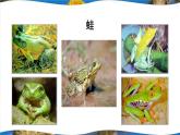 北师大版八上生物19.2《动物的生殖和发育》第2课时 两栖动物、鸟类的生殖和发育 课件+视频