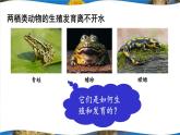 北师大版八上生物19.2《动物的生殖和发育》第2课时 两栖动物、鸟类的生殖和发育 课件+视频