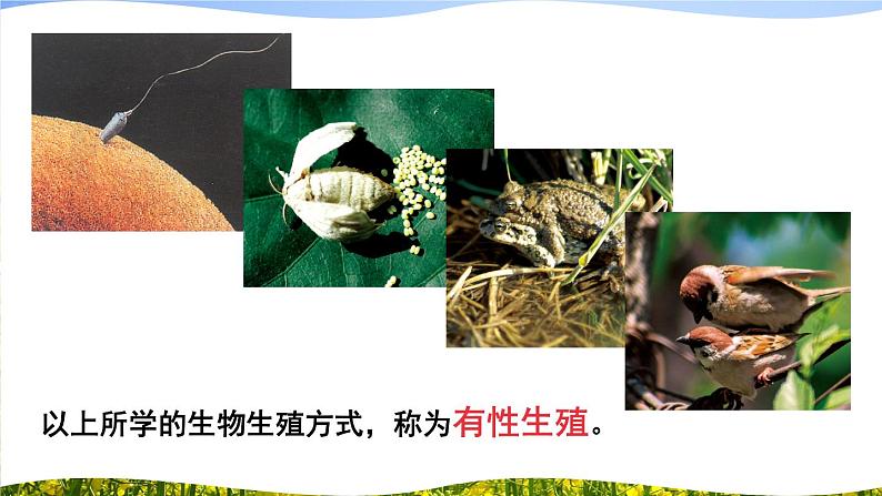 北师大版八上生物19.3《植物的生殖方式》 课件+视频02