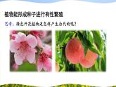 北师大版八上生物19.3《植物的生殖方式》 课件+视频