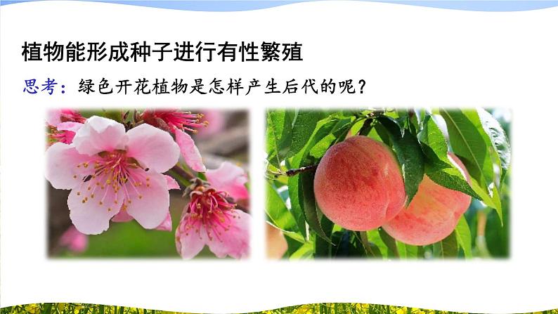 北师大版八上生物19.3《植物的生殖方式》 课件+视频04