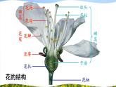 北师大版八上生物19.3《植物的生殖方式》 课件+视频