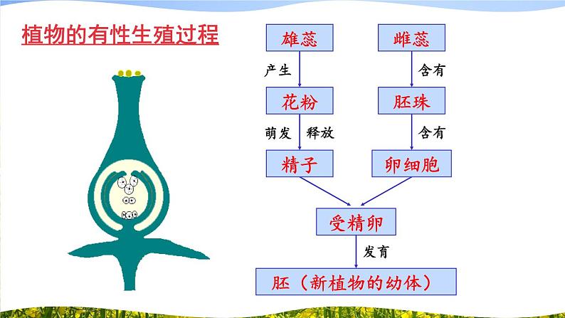 北师大版八上生物19.3《植物的生殖方式》 课件+视频06