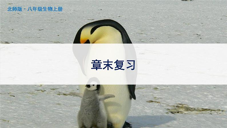 北师大版八上生物 第19章《生物的生殖和发育》 章节综合与测试 PPT课件01