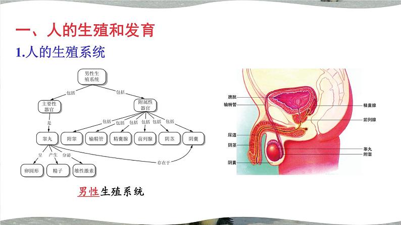 北师大版八上生物 第19章《生物的生殖和发育》 章节综合与测试 PPT课件03