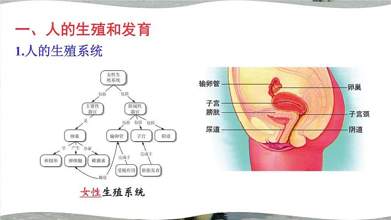 北师大版八上生物 第19章《生物的生殖和发育》 章节综合与测试 PPT课件04