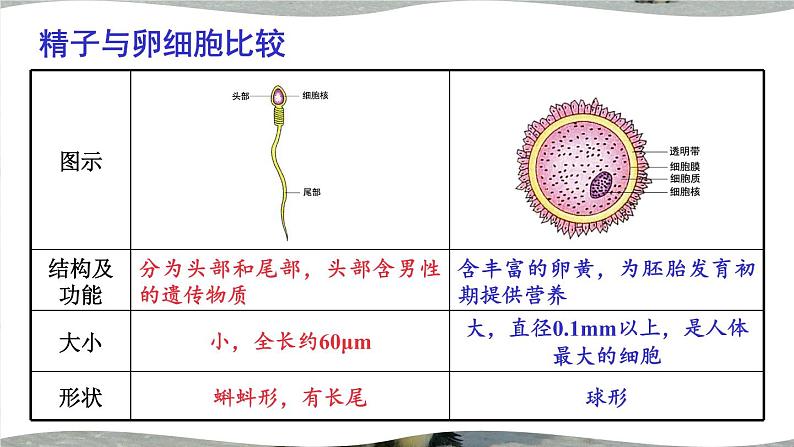 北师大版八上生物 第19章《生物的生殖和发育》 章节综合与测试 PPT课件05