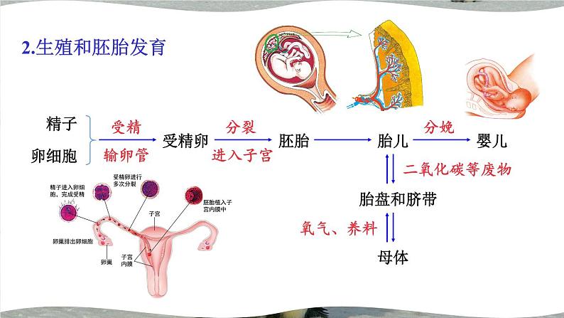 北师大版八上生物 第19章《生物的生殖和发育》 章节综合与测试 PPT课件06