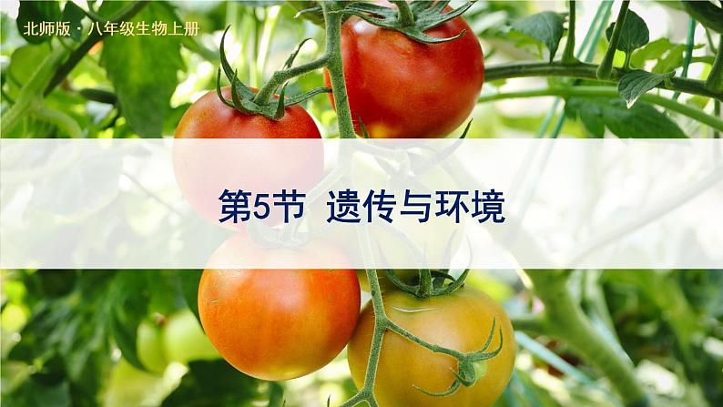 北师大版八上生物20.5《遗传与环境》 课件01