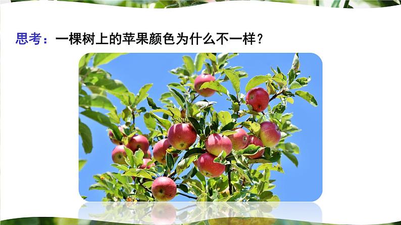 北师大版八上生物20.5《遗传与环境》 课件03
