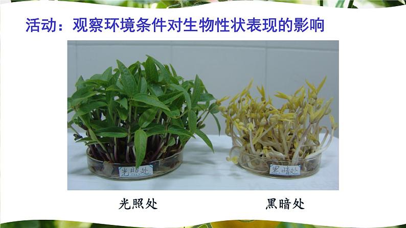 北师大版八上生物20.5《遗传与环境》 课件06
