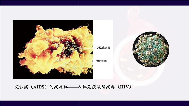 北师大版八上生物18.2《微生物与人类的关系》课件+视频03