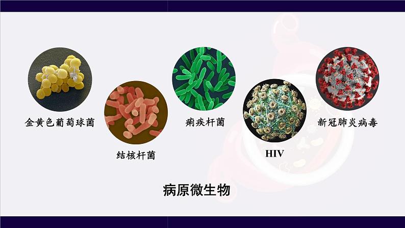 北师大版八上生物18.2《微生物与人类的关系》课件+视频08