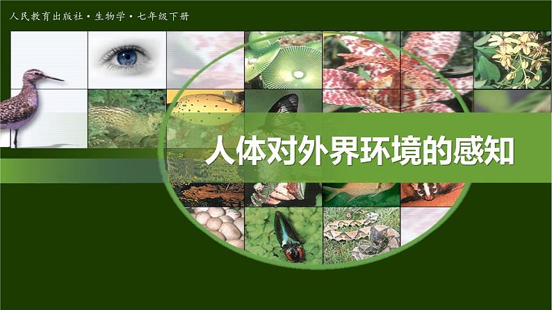 人教版七年级生物下册第六章第一节人体对外界环境的感知课件（共19页）第1页