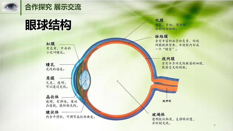 人教版七年级生物下册第六章第一节人体对外界环境的感知课件（共19页）第8页