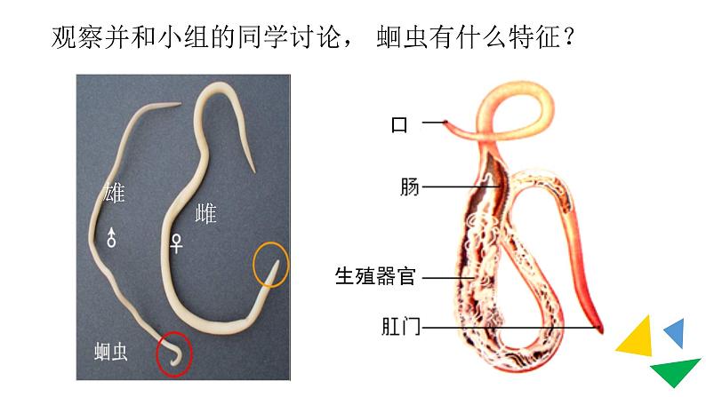 初中生物人教版 (新课标)八年级上册  5-1-2 线形动物和环节动物第6页