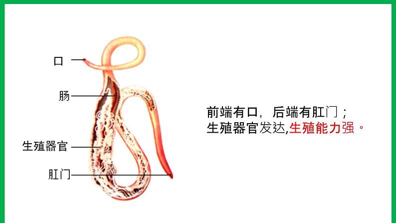 初中生物人教版 (新课标)八年级上册  5-1-2 线形动物和环节动物第7页