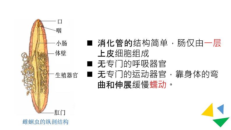 初中生物人教版 (新课标)八年级上册  5-1-2 线形动物和环节动物第8页