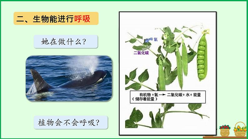 七年级生物 生物的特征 课件06