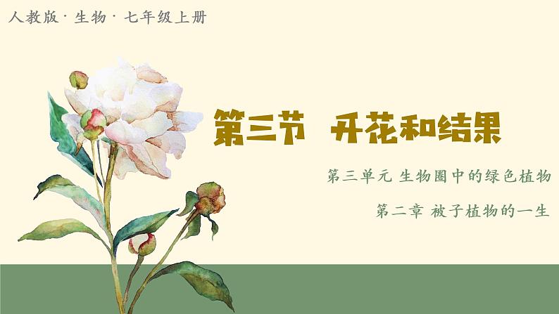 七年级生物 3.2.3开花和结果 课件01