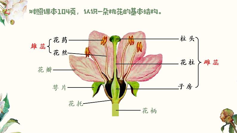 七年级生物 3.2.3开花和结果 课件05