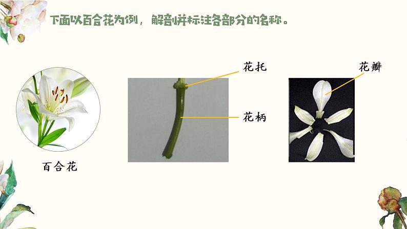 七年级生物 3.2.3开花和结果 课件07