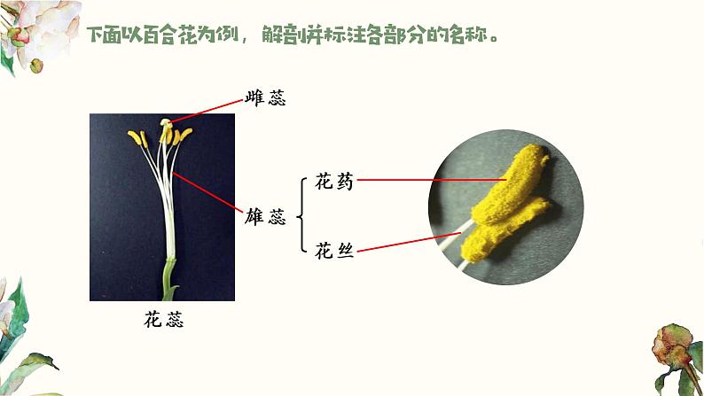 七年级生物 3.2.3开花和结果 课件08