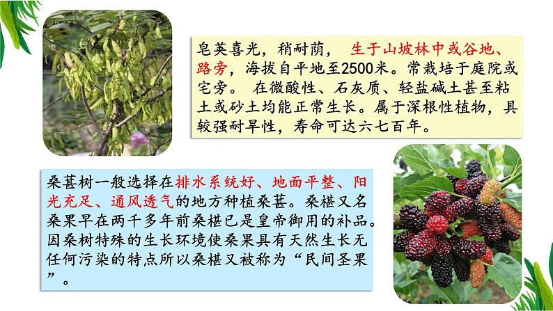 调查周边环境中的生物第4页