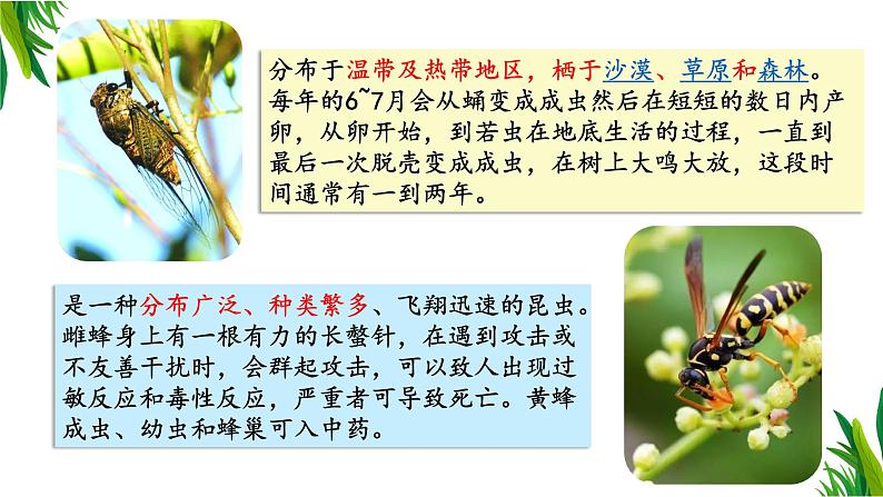 调查周边环境中的生物第5页