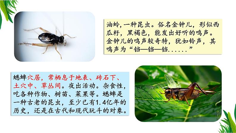 调查周边环境中的生物第7页