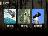 第二節(jié) 動物行為的主要類型 課件