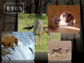 第二節(jié) 動物行為的主要類型 課件