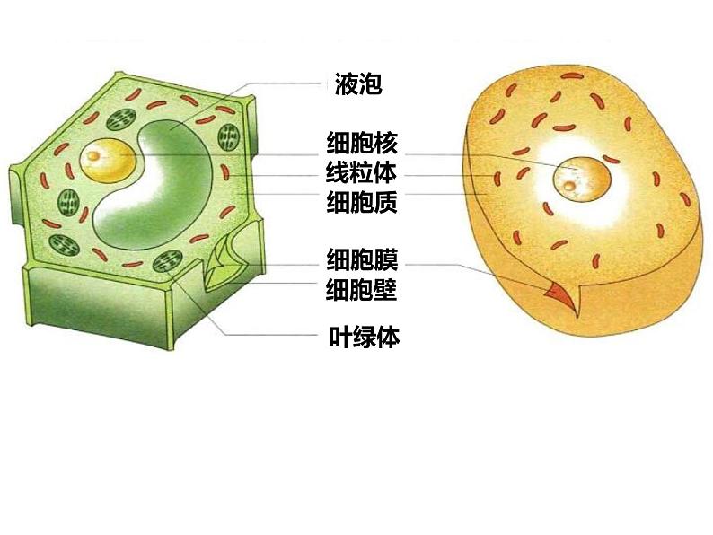 初中生物冀少版 七年级上册 1.2.1 细胞的结构与功能 课件第3页