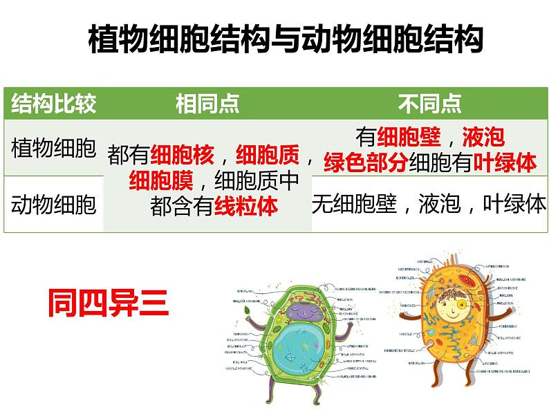 初中生物冀少版 七年级上册 1.2.1 细胞的结构与功能 课件第4页