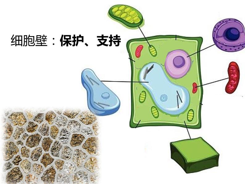 初中生物冀少版 七年级上册 1.2.1 细胞的结构与功能 课件第5页