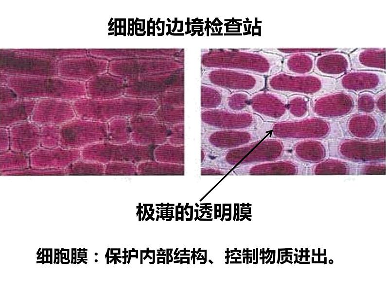 初中生物冀少版 七年级上册 1.2.1 细胞的结构与功能 课件第6页