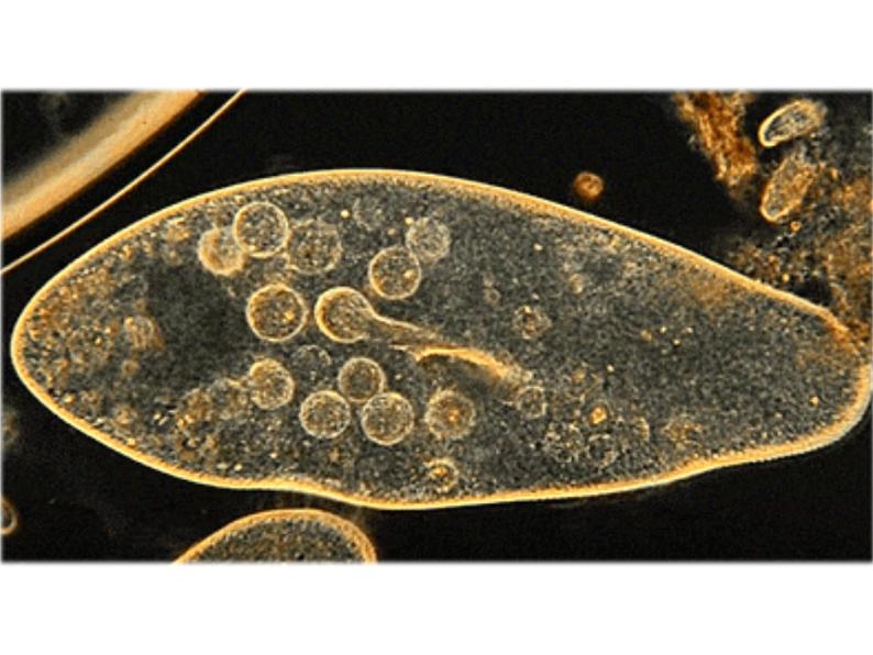 初中生物冀少版 七年级上册 1.2.4 单细胞生物 课件第2页